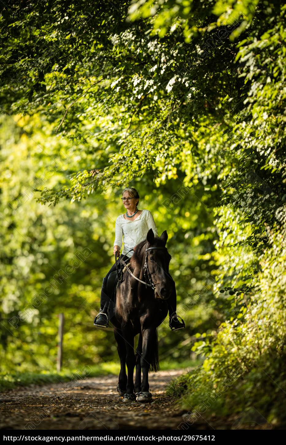 Desporto equestre de cavalos de adestramento Fotos de Stock, Desporto  equestre de cavalos de adestramento Imagens sem royalties